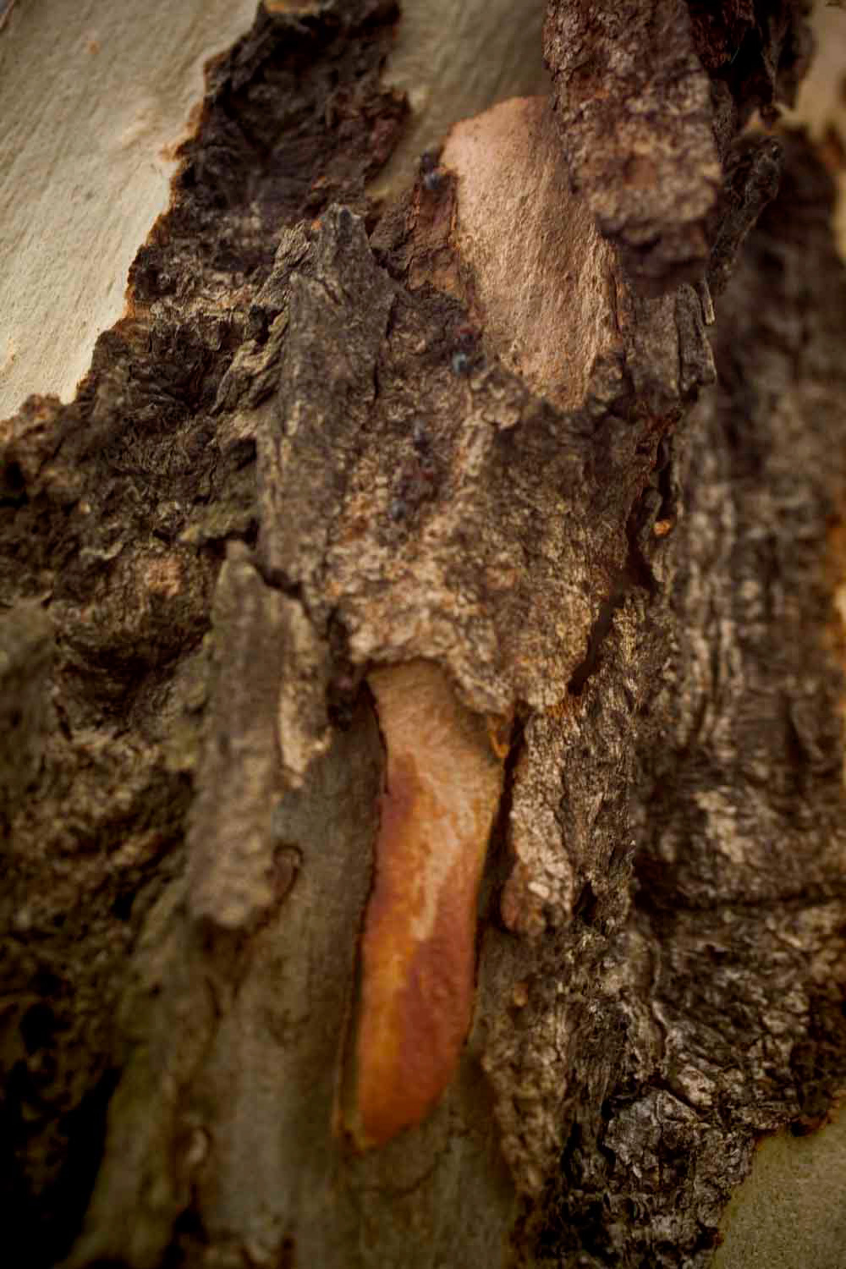 NahDran-06122009-.jpg
