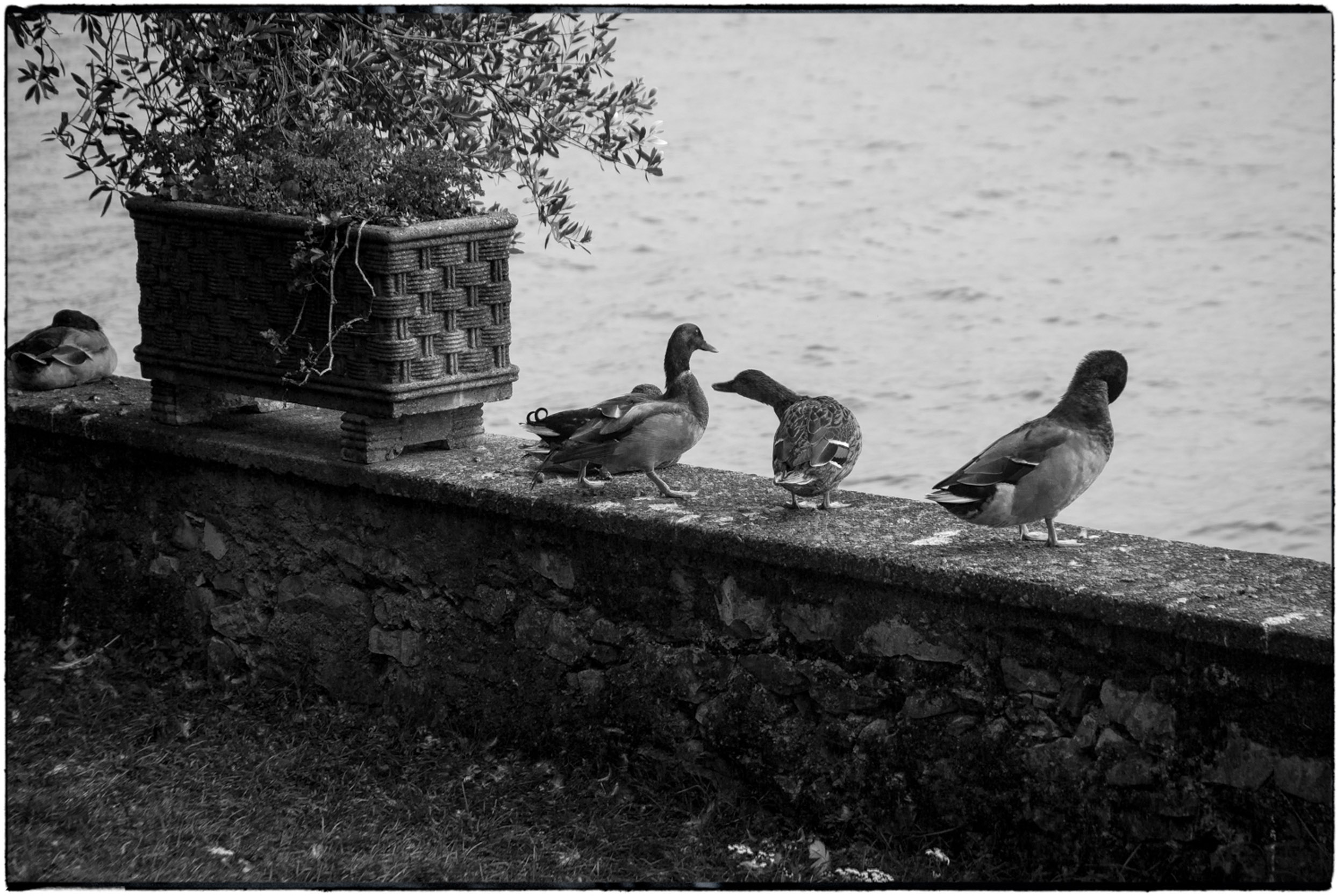 ISEO B&W-13.jpg