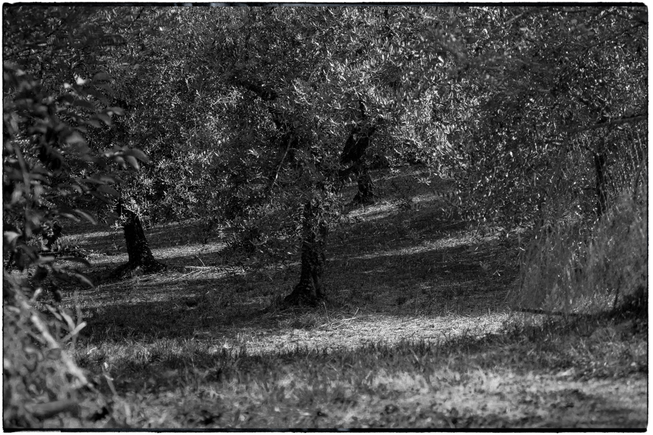 ISEO B&W-11.jpg